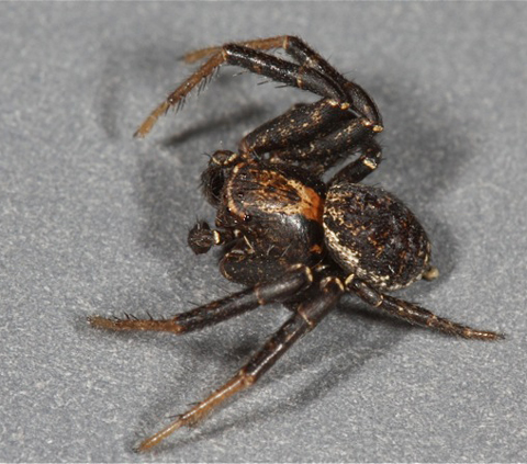 Crab Spider, Xysticus montanensis